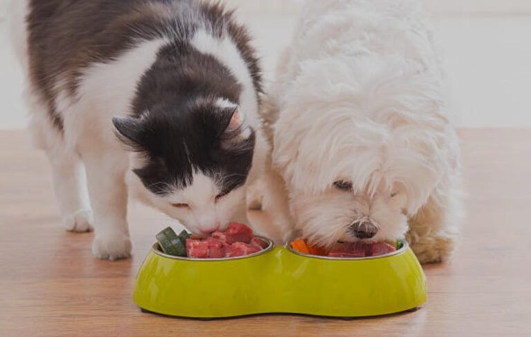 Healthy pets food