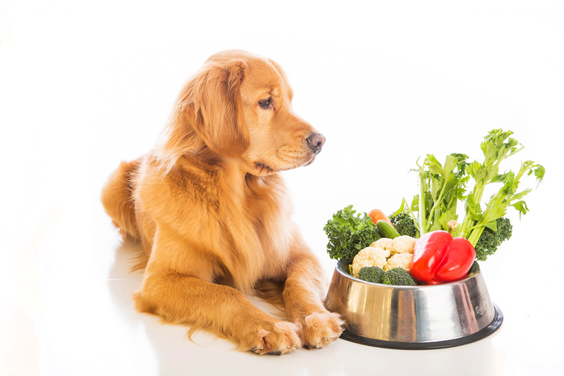 healthy pets food