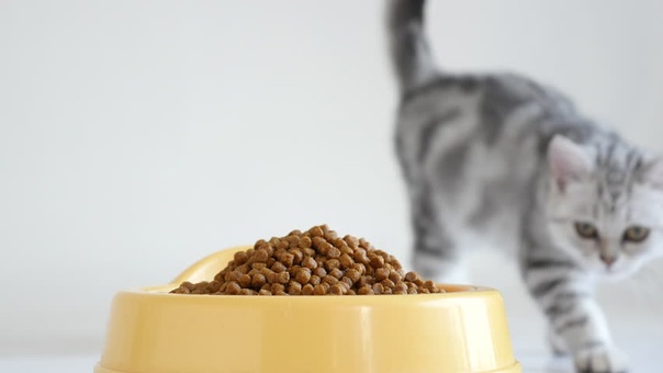 Best affordable cat food